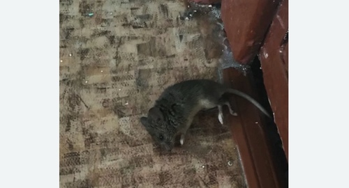 Дезинфекция от мышей в Усть-Луге